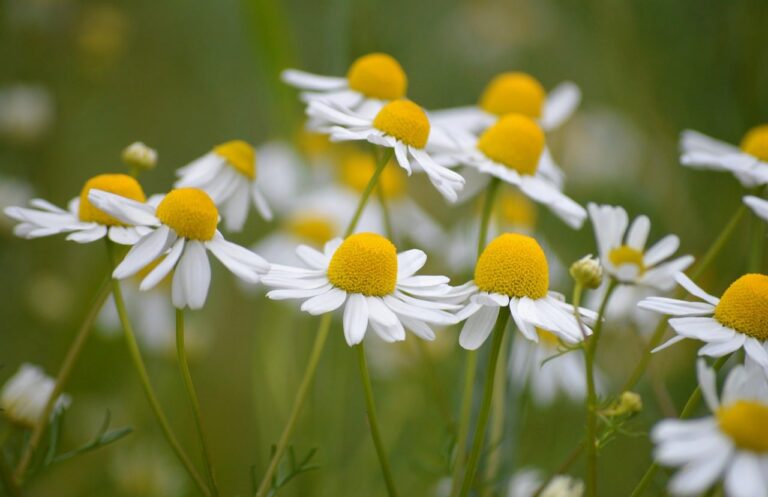 chamomile, matricaria chamomilla, medicinal plant, nature, 4k wallpaper, cool backgrounds, wildflowers, mac wallpaper, flower background, flower wallpaper, free wallpaper, flower, white petals, yellow centers, medicinal, beautiful flowers, hd wallpaper, herb, laptop wallpaper, free background, windows wallpaper, wallpaper hd, healing herb, background, desktop backgrounds, full hd wallpaper, beautiful wallpaper, herbal tea, floral background, treatment, wallpaper 4k, botany, herbs, 4k wallpaper 1920x1080, natural healing, harmony, green, fresh air