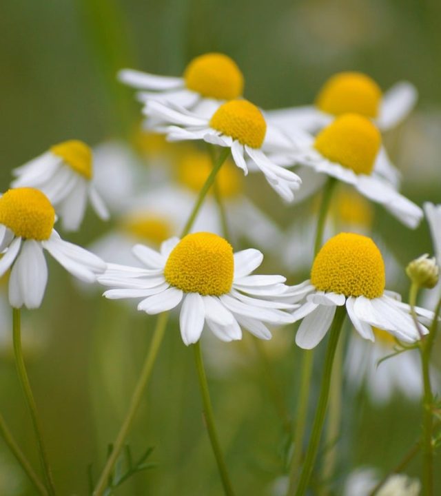 chamomile, matricaria chamomilla, medicinal plant, nature, 4k wallpaper, cool backgrounds, wildflowers, mac wallpaper, flower background, flower wallpaper, free wallpaper, flower, white petals, yellow centers, medicinal, beautiful flowers, hd wallpaper, herb, laptop wallpaper, free background, windows wallpaper, wallpaper hd, healing herb, background, desktop backgrounds, full hd wallpaper, beautiful wallpaper, herbal tea, floral background, treatment, wallpaper 4k, botany, herbs, 4k wallpaper 1920x1080, natural healing, harmony, green, fresh air